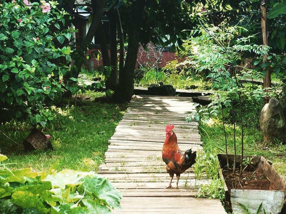 Cabanas Moenga Χάνγκα Ρόα Εξωτερικό φωτογραφία
